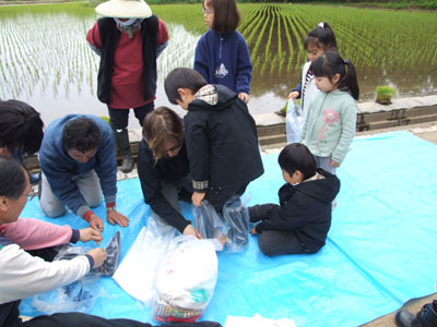 Rice Planting at Tsukuba International School