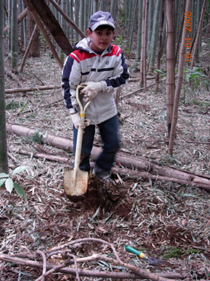 Digging up bamboo shoots at Tsukuba International School