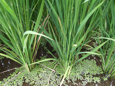 Rice Planting Update